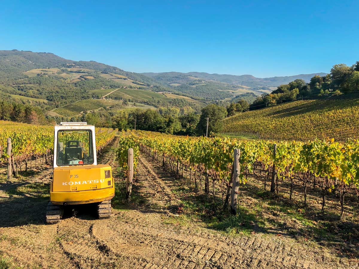 Grape harvesting in the vineyard near Radda Loop walk in Tuscany, Italy