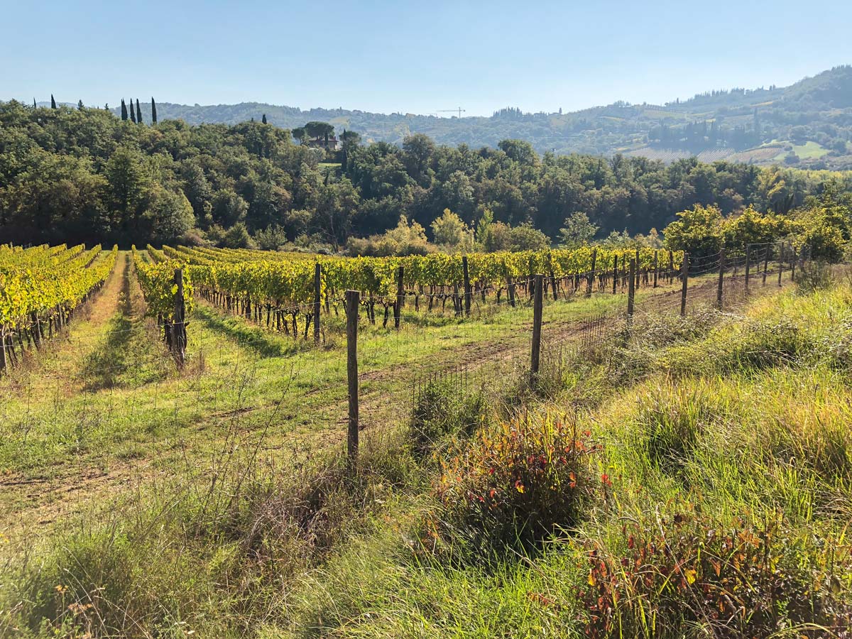 Vineyards on Radda Loop walk in Tuscany, Italy