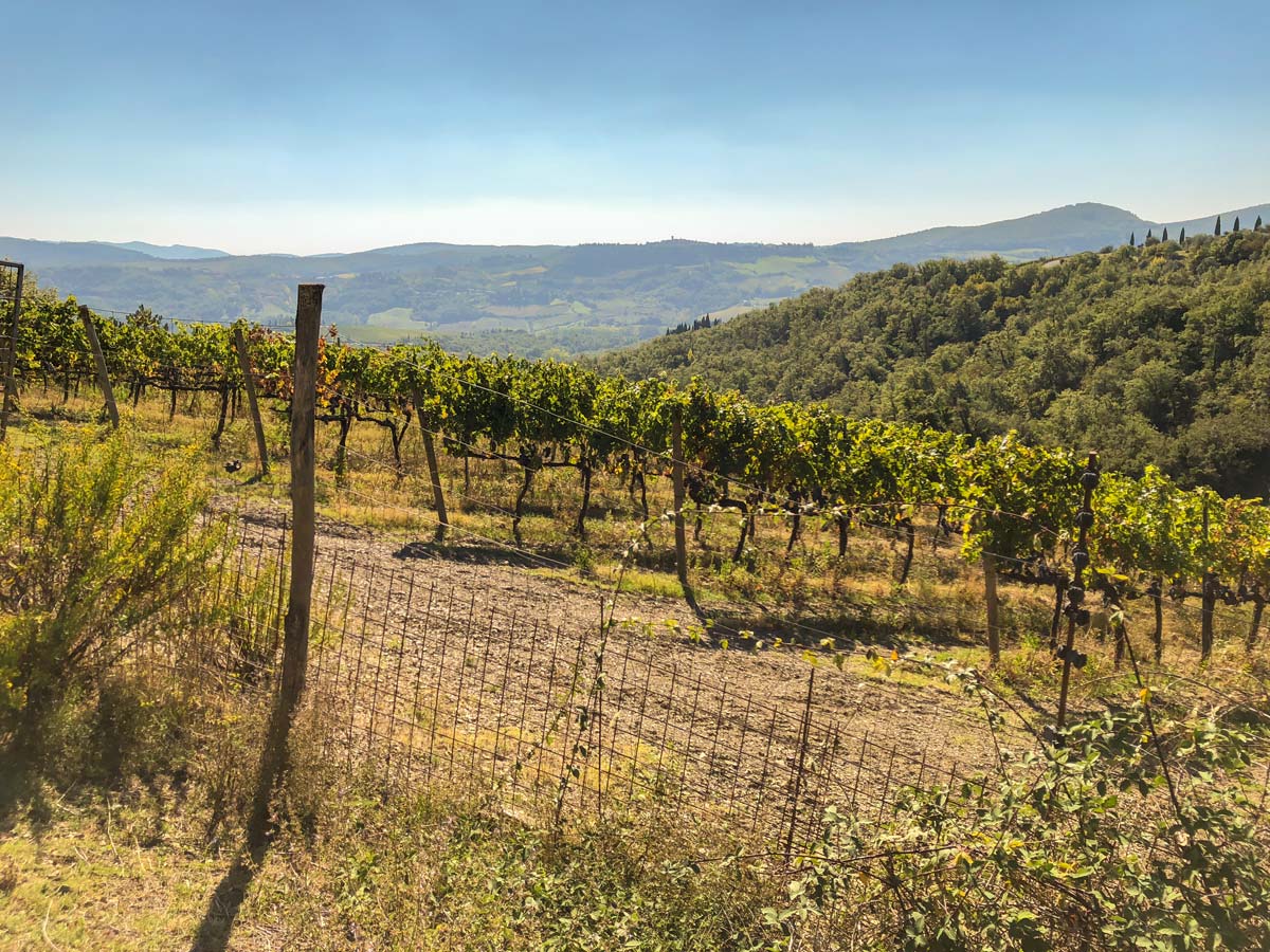 Vineyard along Radda Loop Hike in Tuscany