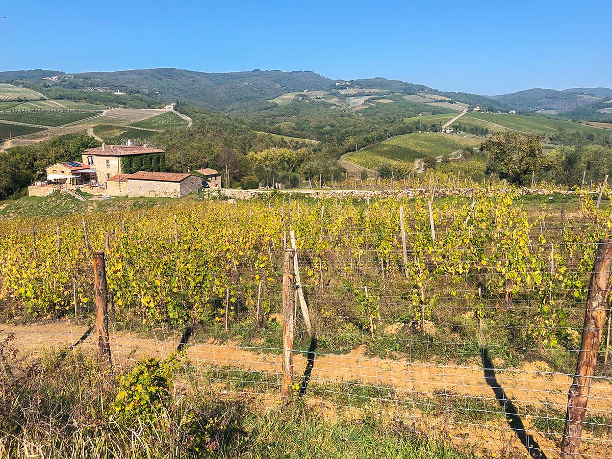 Beautiful vineyard on Radda Loop Hike in Tuscany