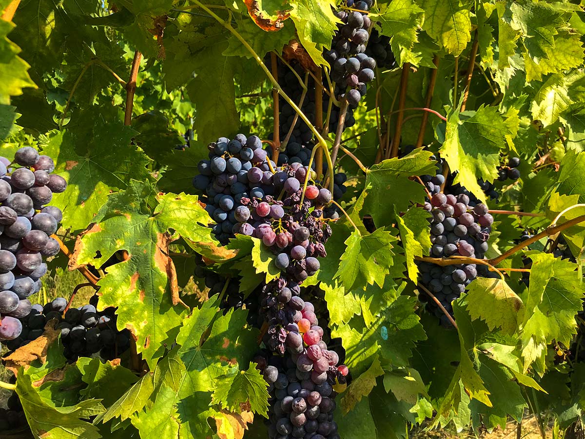 Ripe grapes on San Gimignano Loop Hike in Tuscany