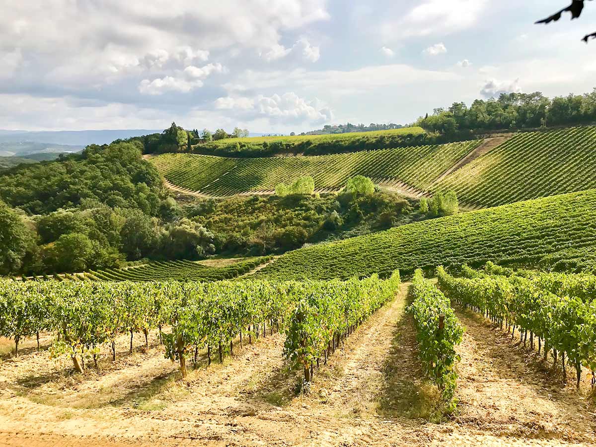 Expansive vineyards on San Gimignano Loop Hike in Tuscany