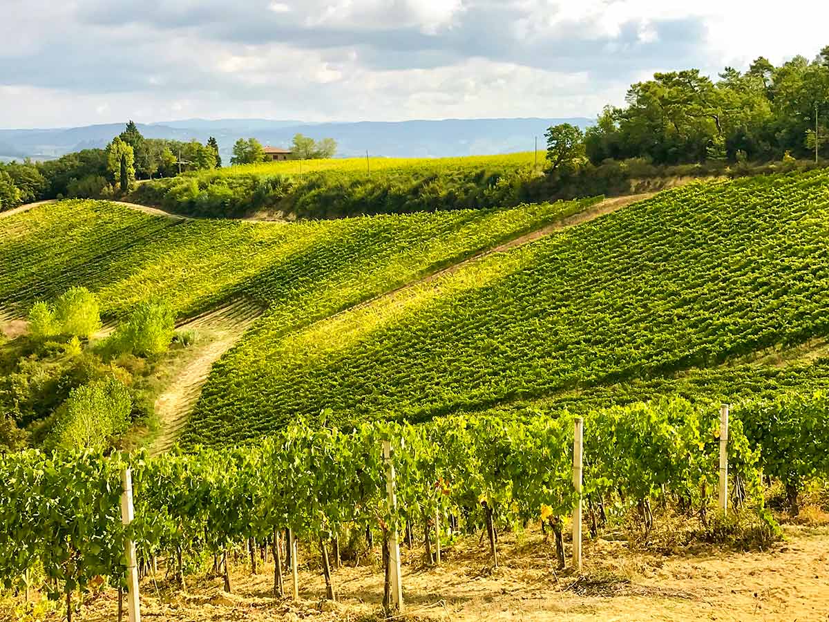 Beautiful vineyards along the trail of San Gimignano circular walk