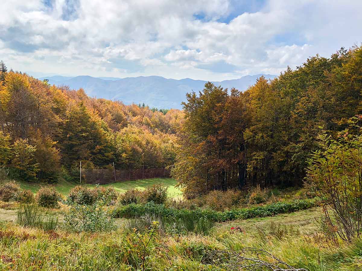 Beautiful woods along the trail of Lago Scaffaiolo and Corno Alle Scale Hike in Tuscany