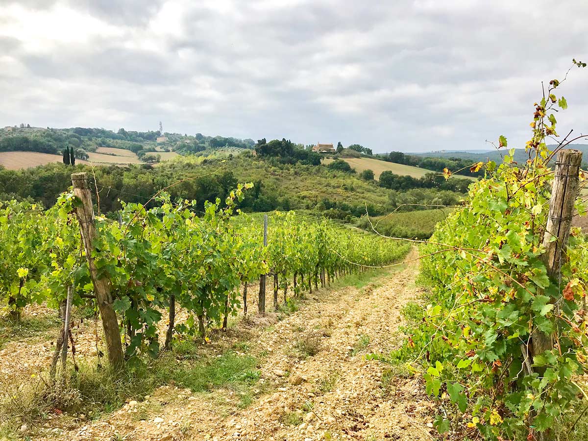 Vineyards on Monteriggioni to Piazza del Campo Siena Via Francigena Hike in Tuscany, Italy