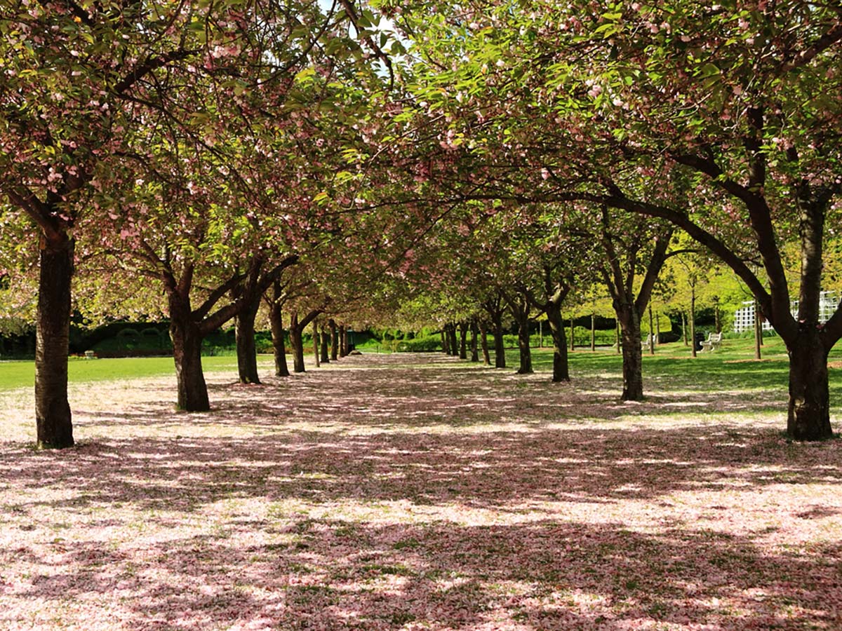 Cherry trees in the Brooklyn Botanical Gardens on Brooklyn Park Slope Walking Tour in New York City