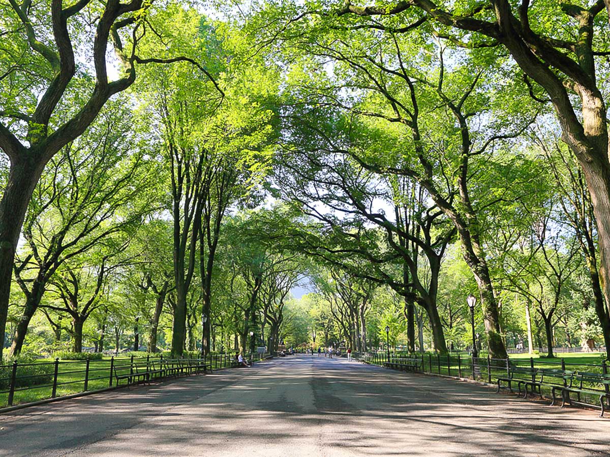Beautiful greenery on Central Park and the Museums Walking Tour in New York City