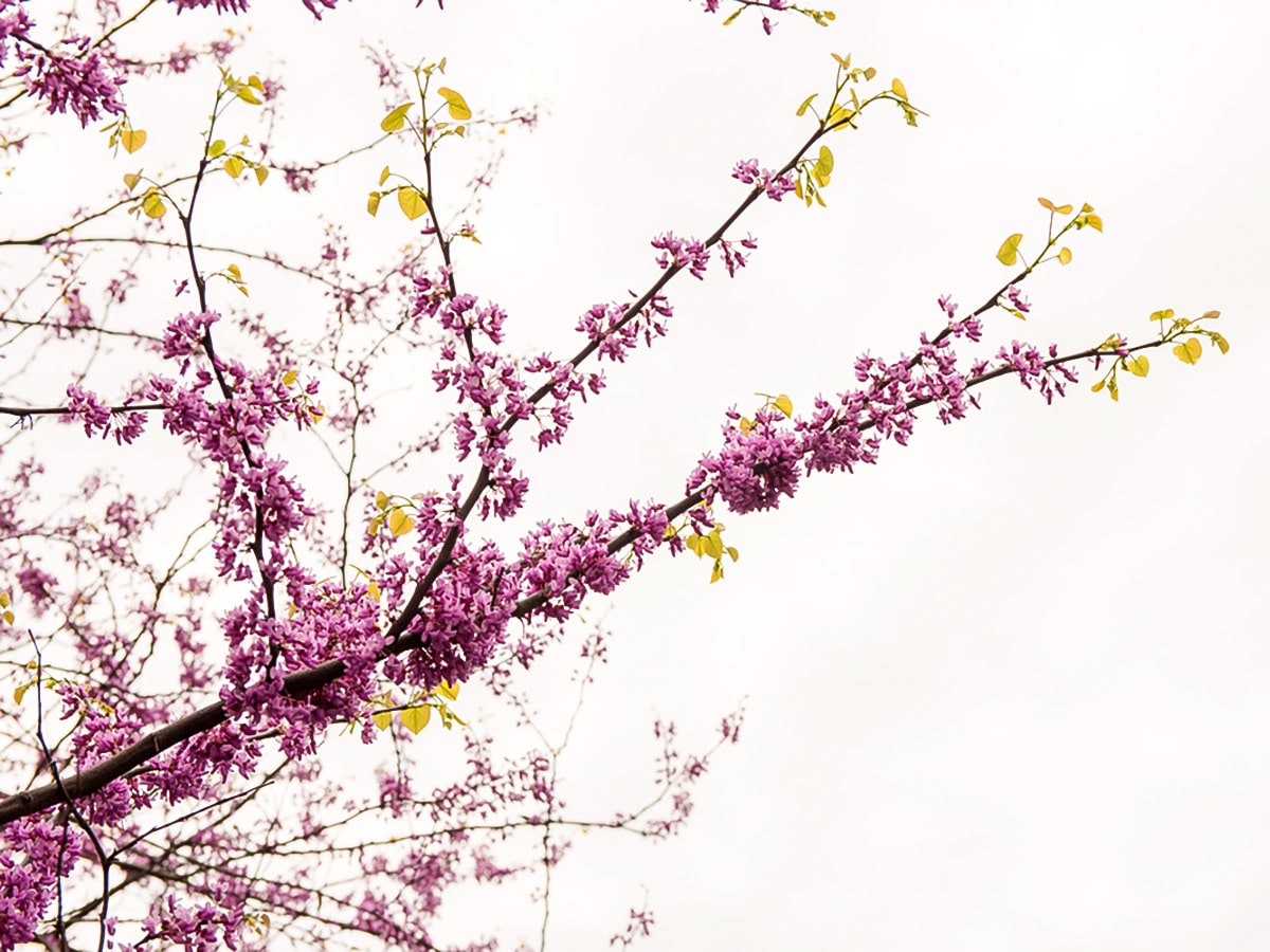 Blossoms at McCarren Park on Williamsburg Walking Tour in New York City