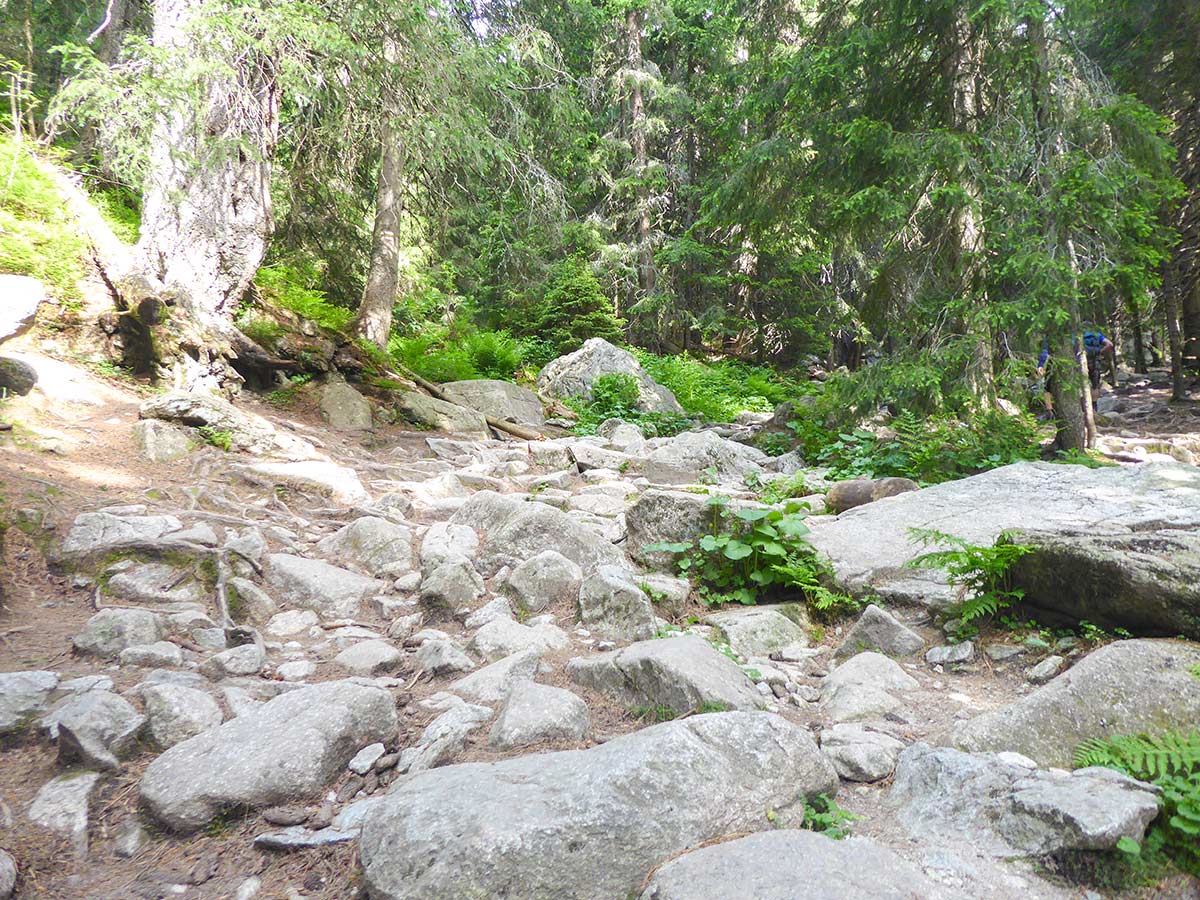 Rocky path trough the forest