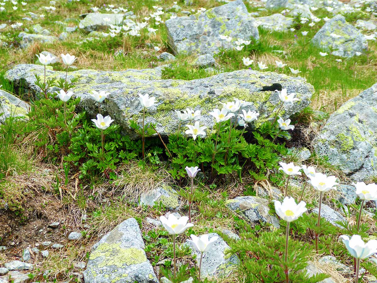 Anemones in Furkotská valley
