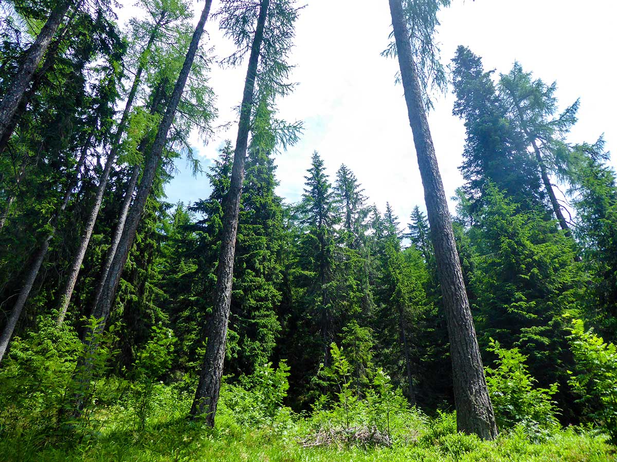 Wild Slovakian pine forest