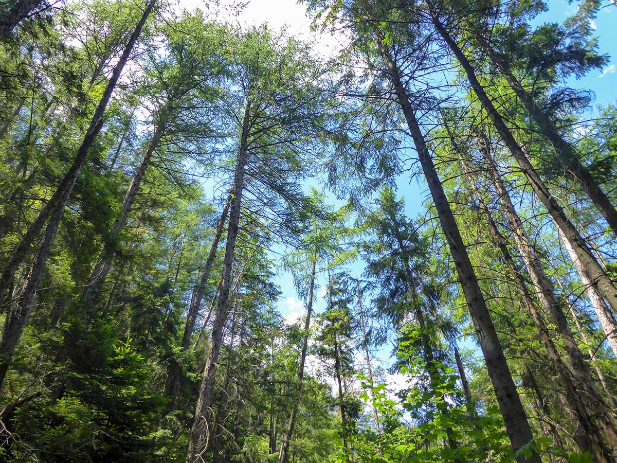 Tall trees on the Belianska Jaskyňa trail