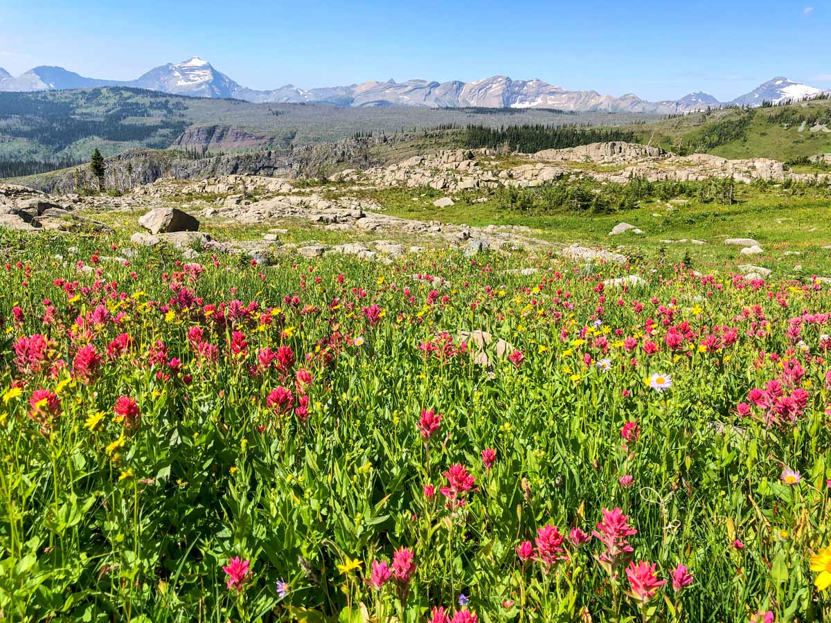 Fields of flowers along the trail of Highline backpacking trail in Glacier National Park, Montana