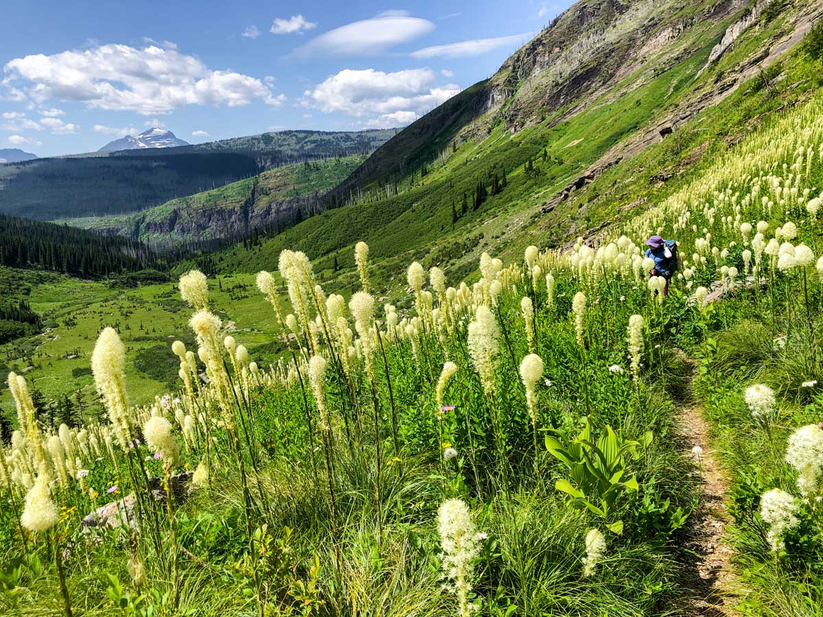 White wildflowers along the trail on Highline backpacking trail in Glacier National Park, Montana