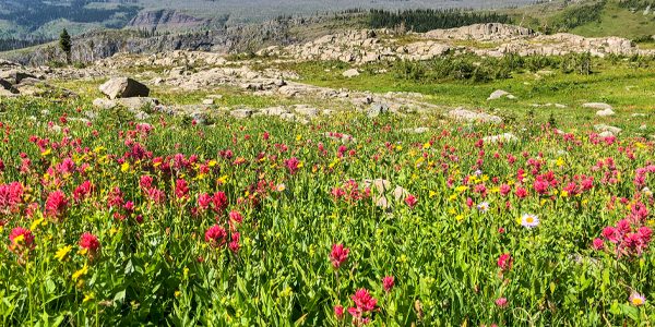 Wildflowers along the trail in Glacier National Park, Montana, USA