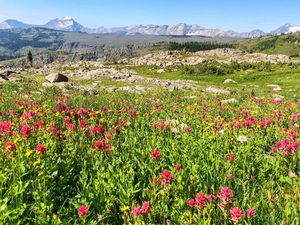 Wildflowers along the trail in Glacier National Park, Montana, USA