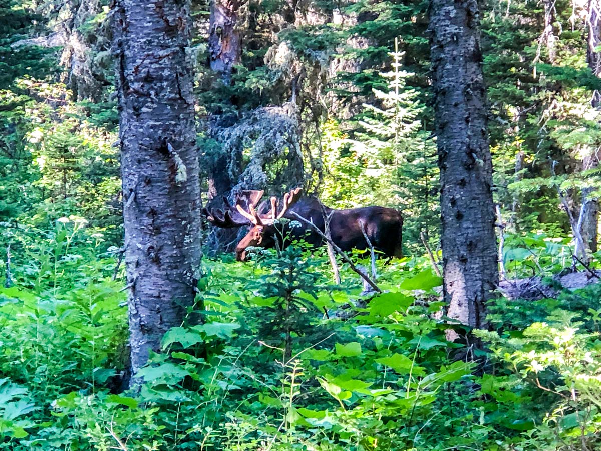 A moose by Mokowanis Junction on North Circle Backpacking Trail in Glacier National Park