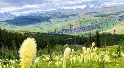 Wildflowers along North Circle Backpacking Trail in Glacier National Park