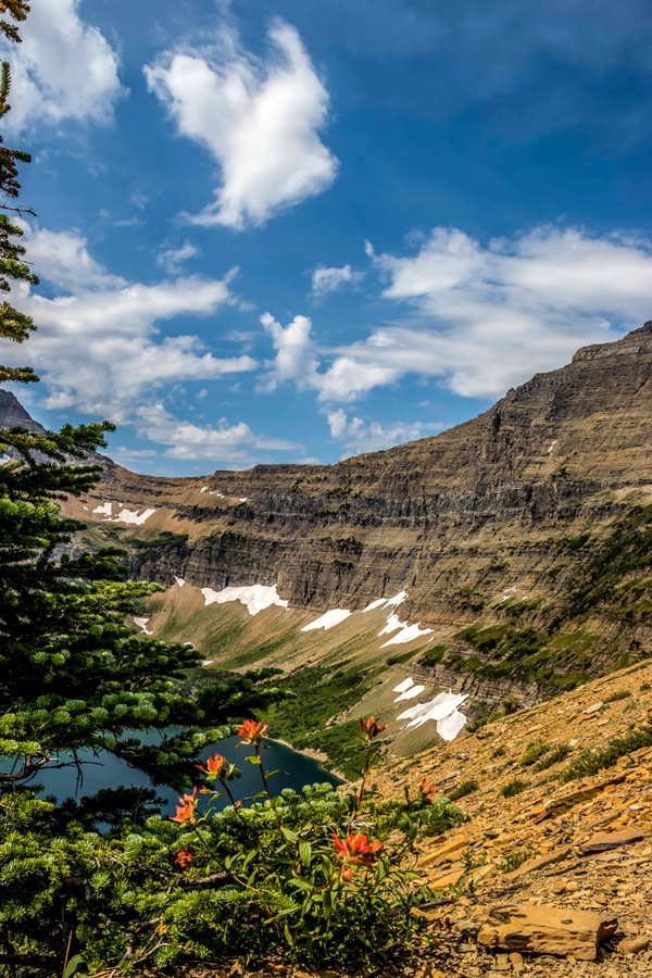 Wildflowers along the trail of Pitamakan Dawson Loop Backpacking Trail in Glacier National Park