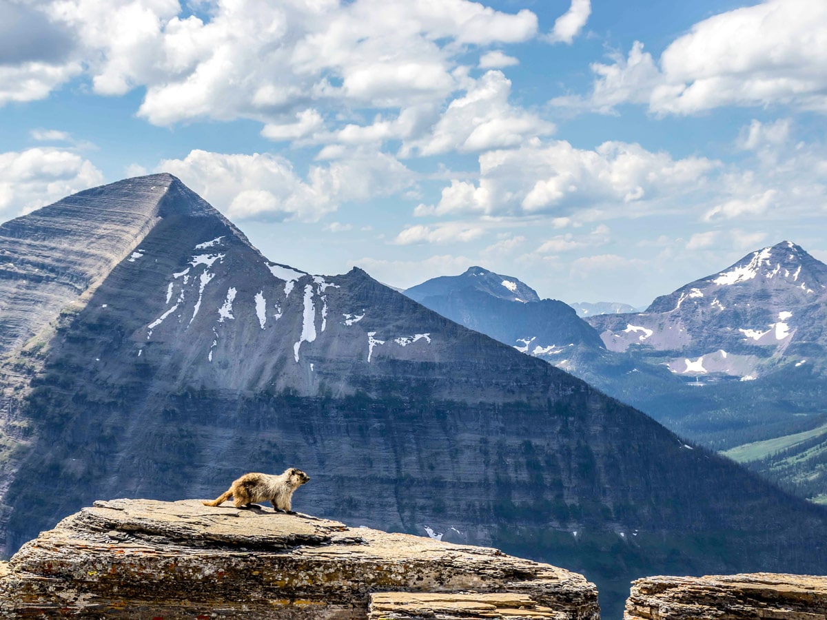 Fauna on Pitamakan Dawson Loop Backpacking Trail in Glacier National Park