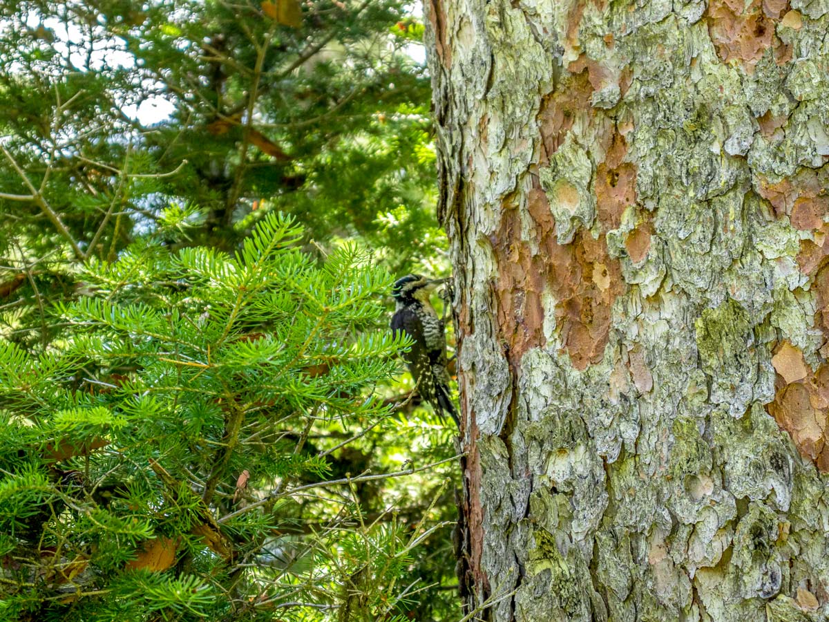A woodpecker met on Pitamakan Dawson Loop Backpacking Trail in Glacier National Park
