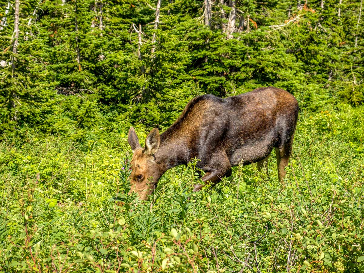 Baby moose met along the route of Pitamakan Dawson Loop Backpacking Trail in Glacier National Park