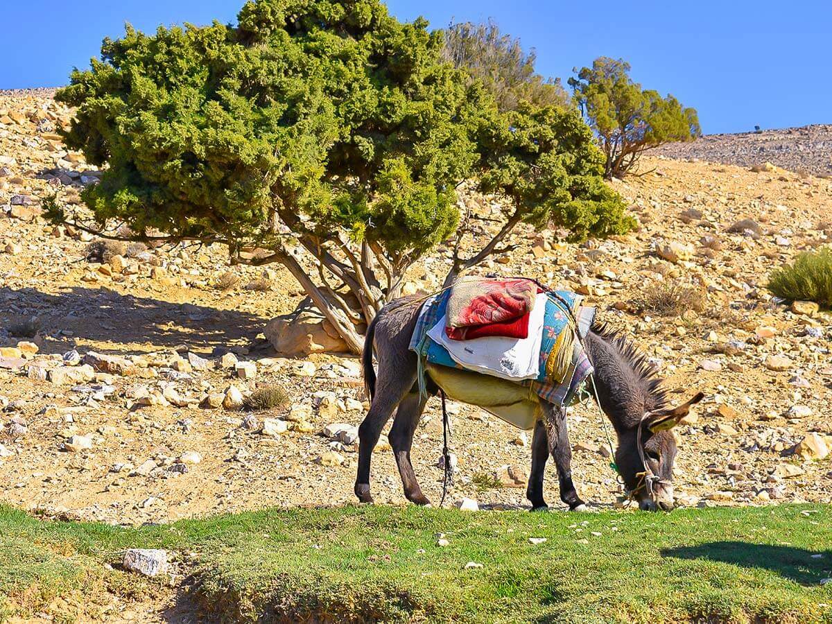 A donkey in Jordan