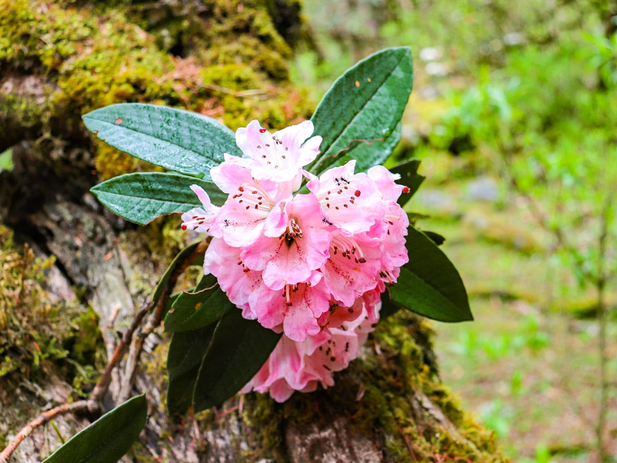 In April the Rhododendron flowers are in full bloom