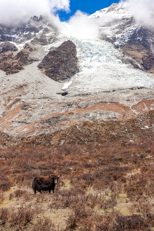 Yak under the Lirung Langtang glacier