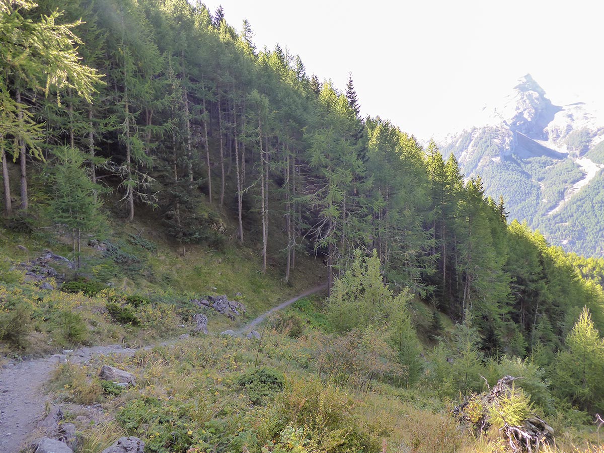 Trail through the forest on Col Tsasèche hike in Gran Paradiso National Park