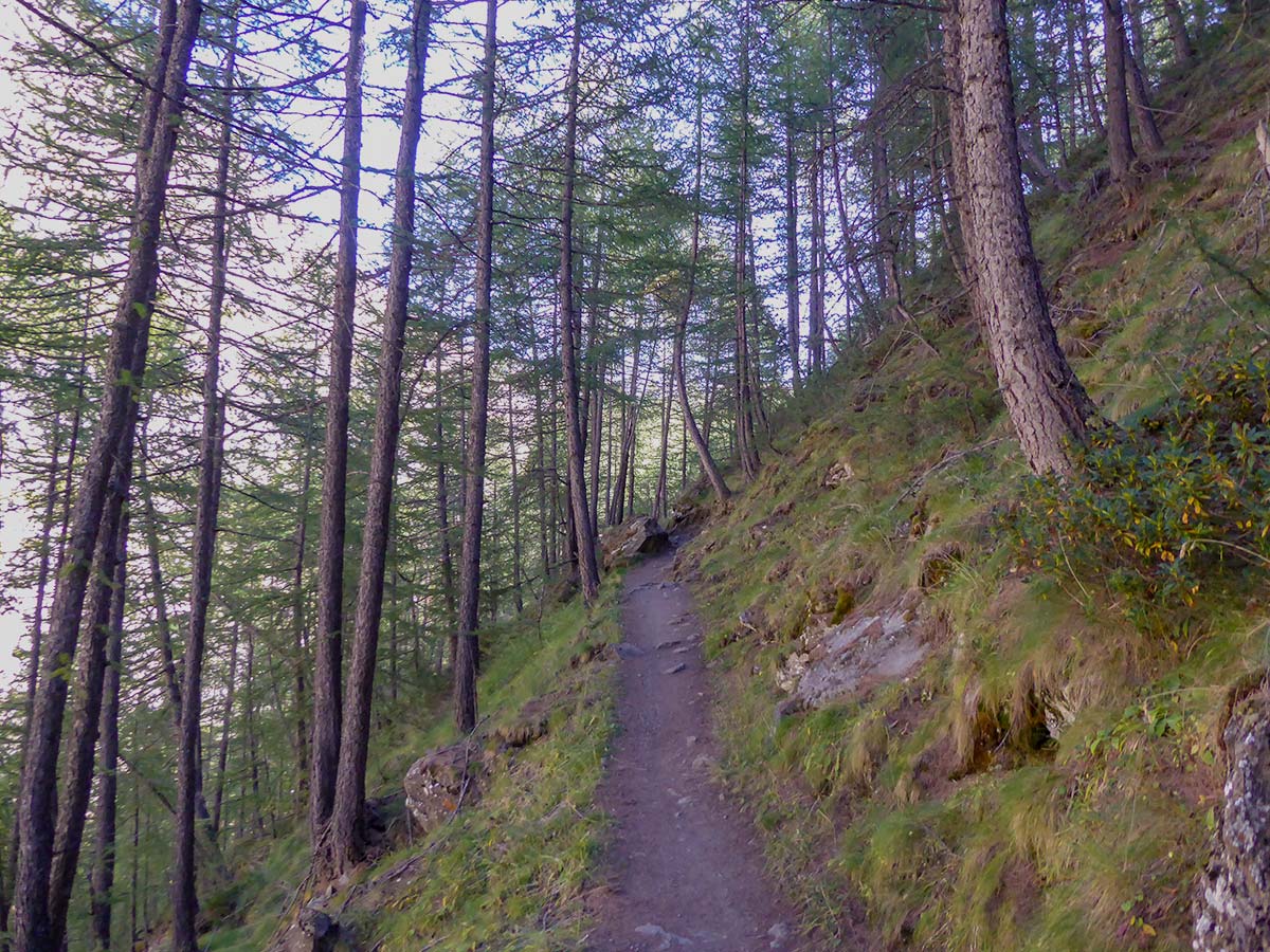 Trail in the forest on Col de Saint-Marcel hike in Gran Paradiso National Park, Italy