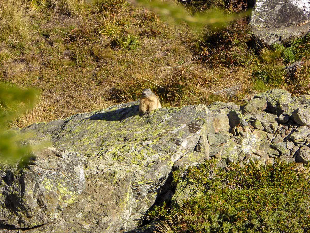 Marmoth on Col de Saint-Marcel hike in Gran Paradiso National Park