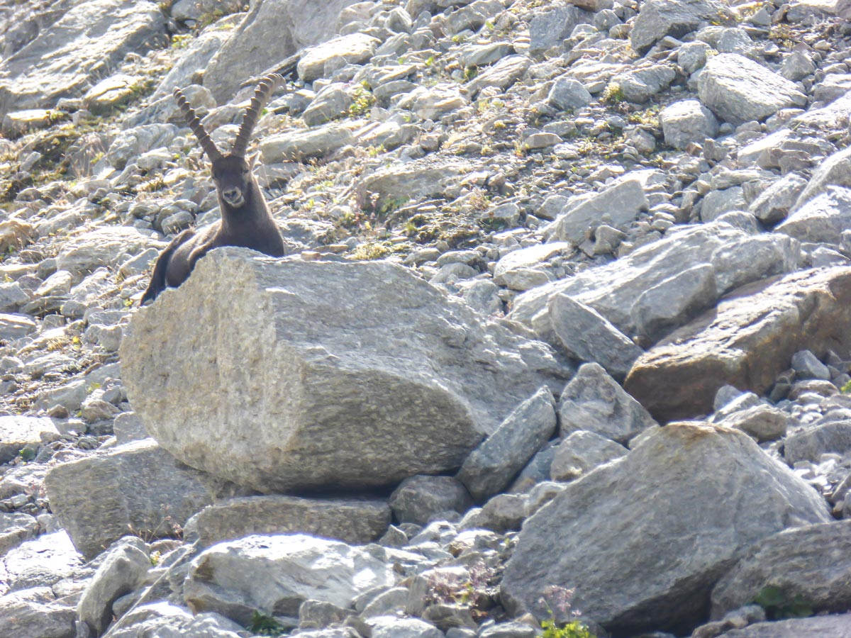 Ibex on Ghiacciaio Grand Étret hike in Gran Paradiso National Park