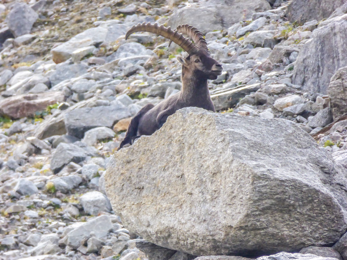 Beautiful ibex resting on rock on Ghiacciaio Grand Étret hike in Gran Paradiso National Park
