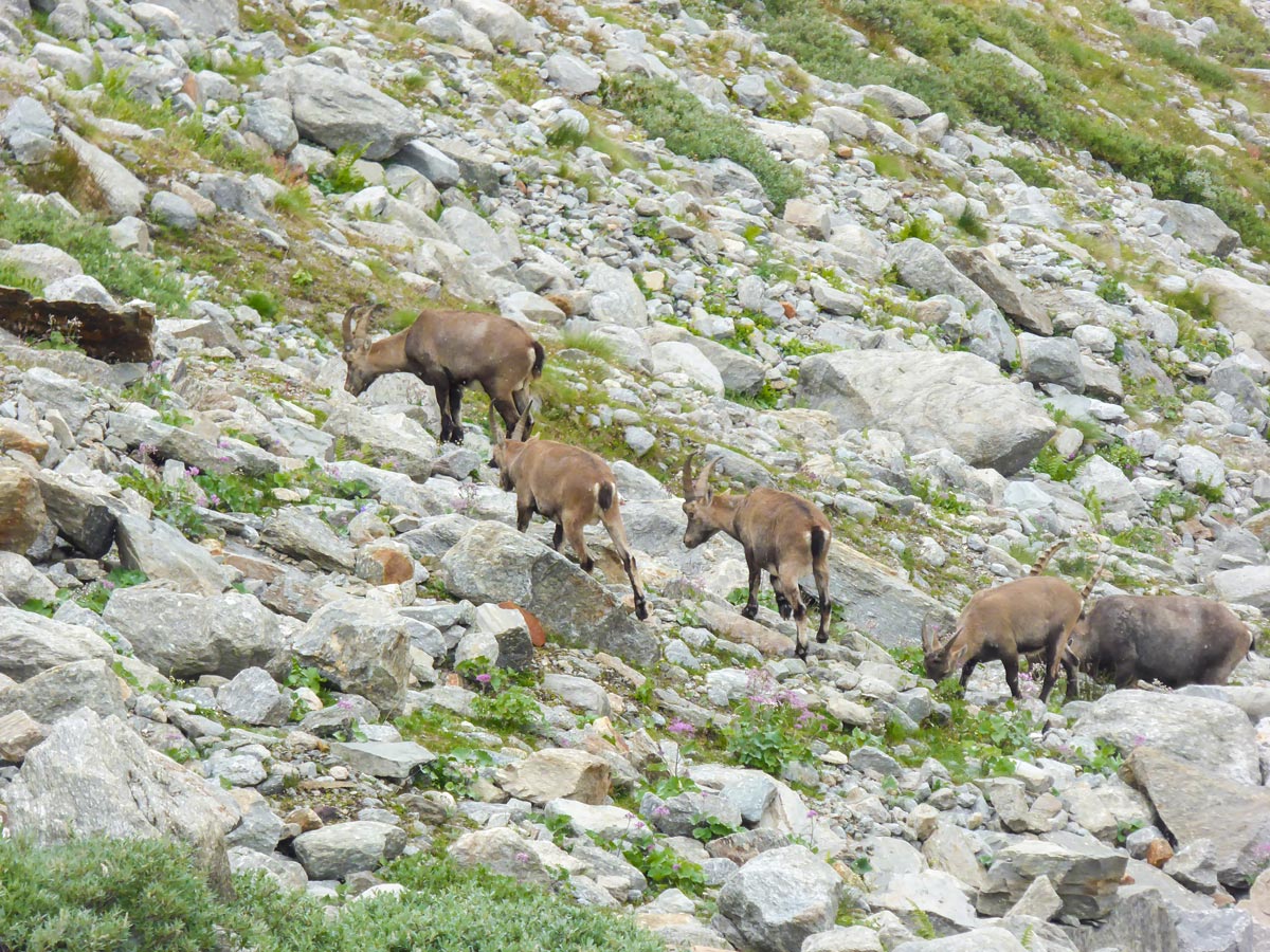 Herd of ibexes on Ghiacciaio Grand Étret hike in Gran Paradiso National Park, Italy