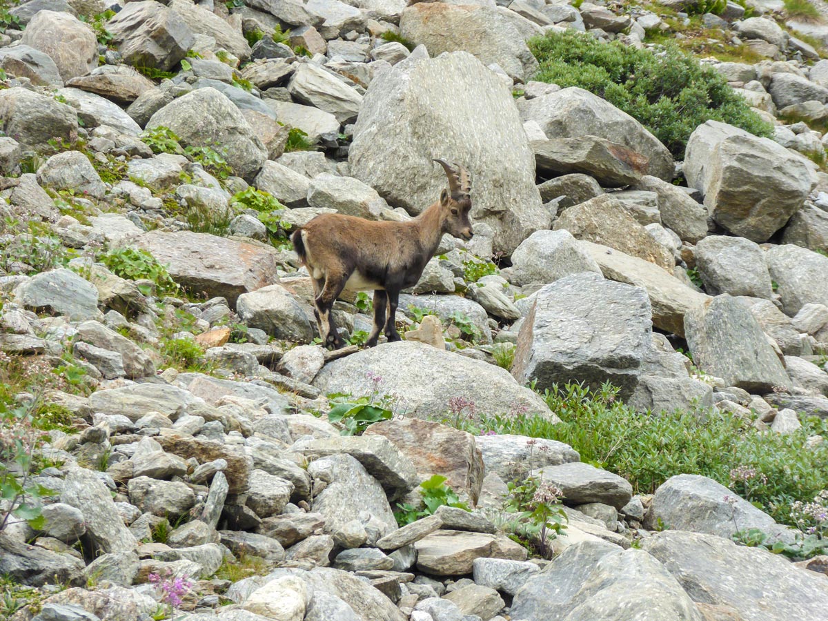 Ibex calf on Ghiacciaio Grand Étret hike in Gran Paradiso National Park, Italy