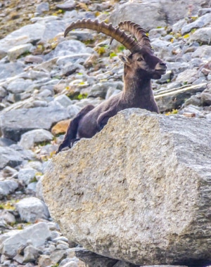 Italy Gran Paradiso Ghiacciaio Grand Étret