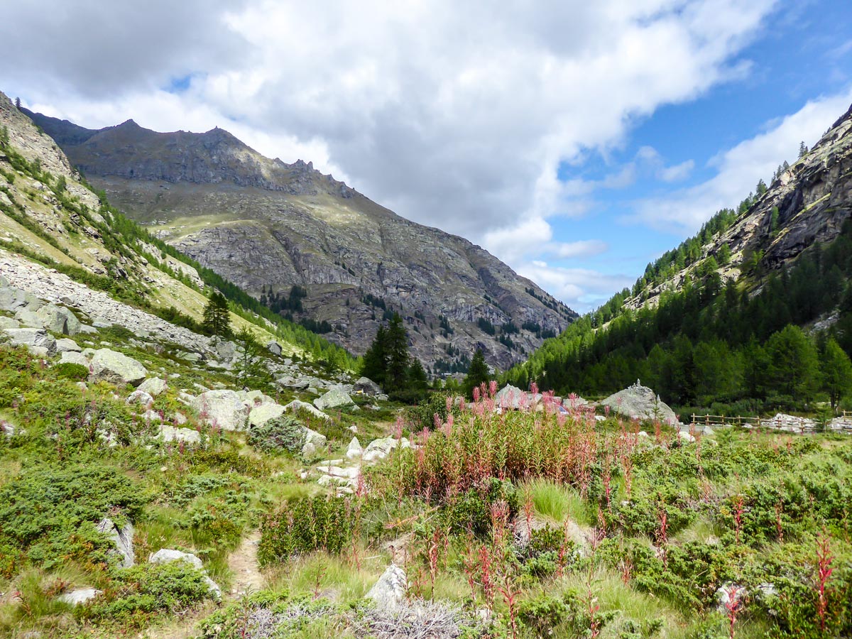 Beautiful wildflowers along the trail of Ghiacciaio Grand Étret hike in Gran Paradiso National Park