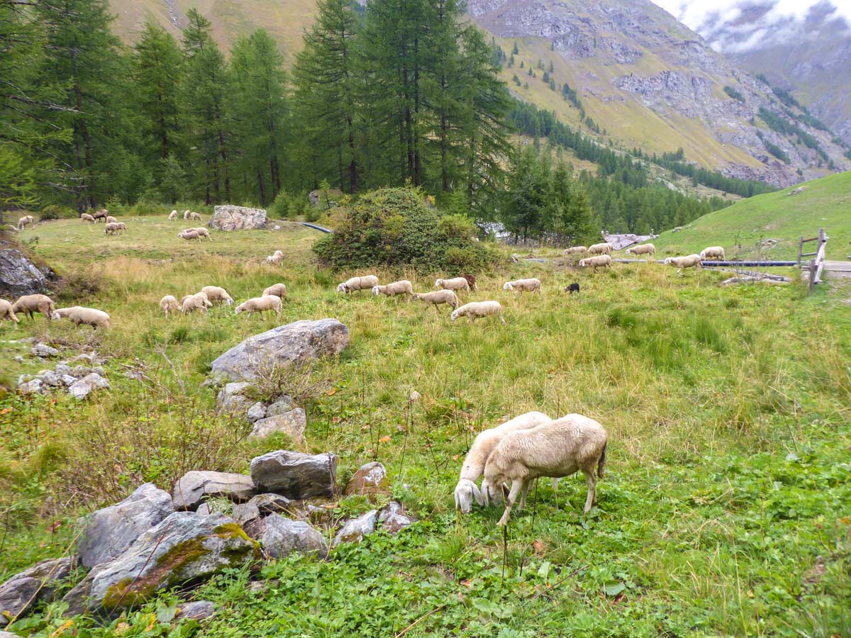 Herd of sheep near Chaudanne on Lago Pellaud via the Grand Rû Ring hike near Gran Paradiso National Park, Italy