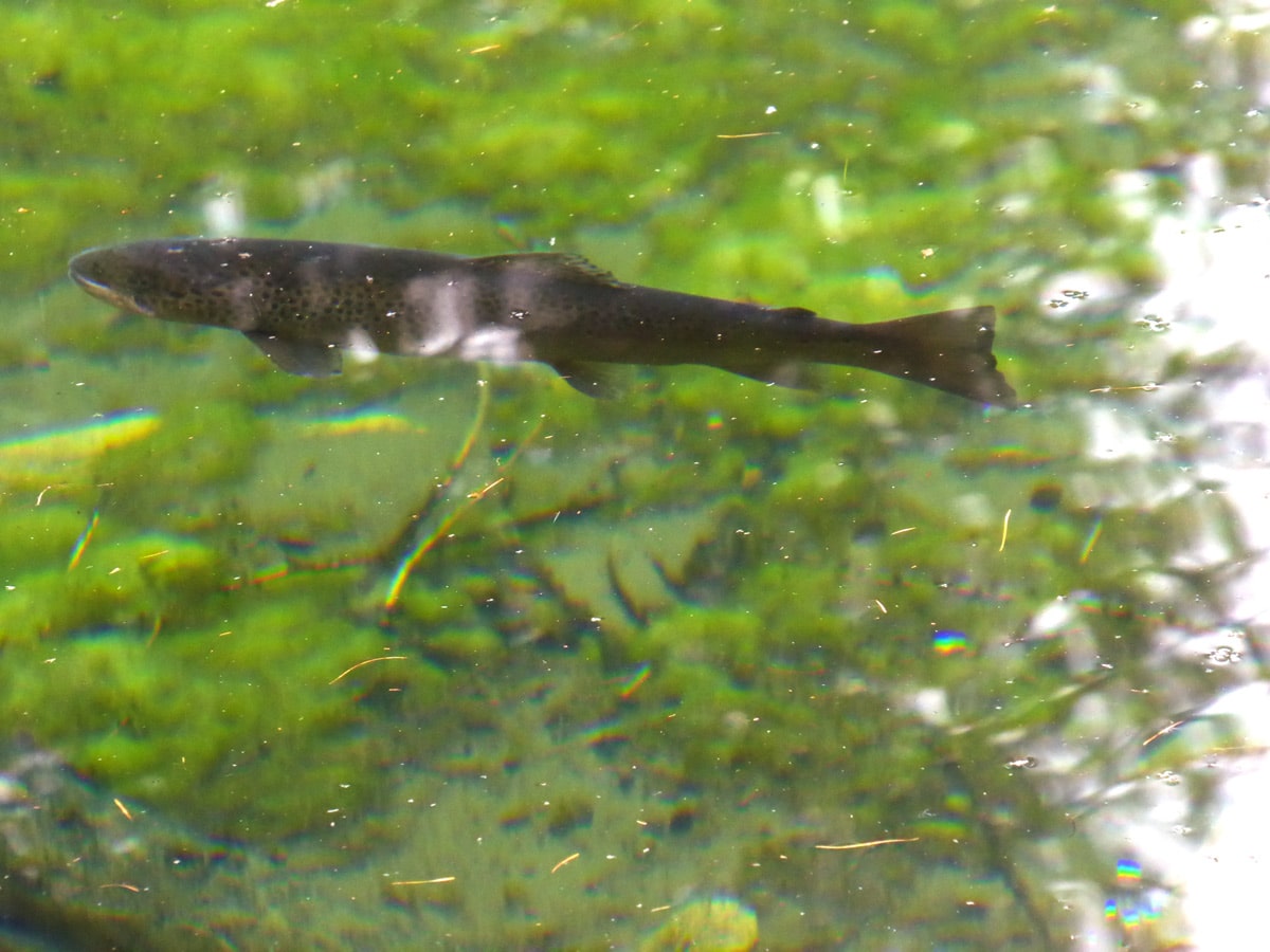 Trout in Lago Pellaud on Lago Pellaud via the Grand Rû Ring hike near Gran Paradiso National Park