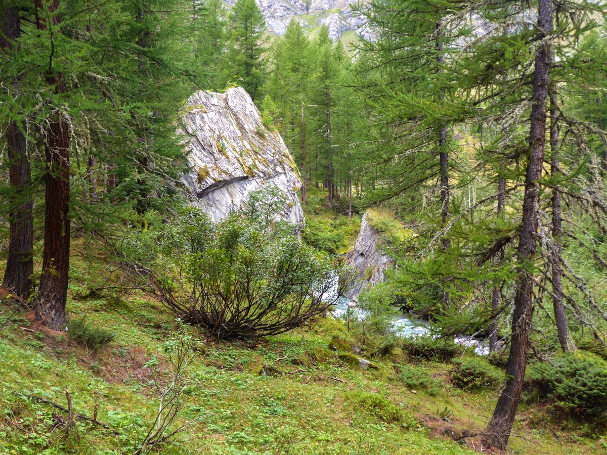 Dense forest along Lago Pellaud via the Grand Rû Ring trail