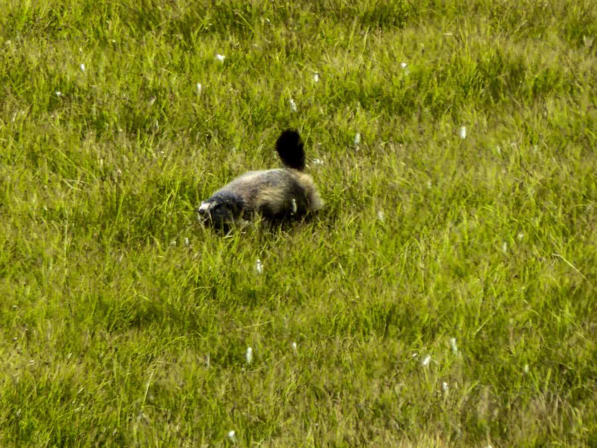 Marmoth playing in meadow along the Lago di Loie route in Gran Paradiso