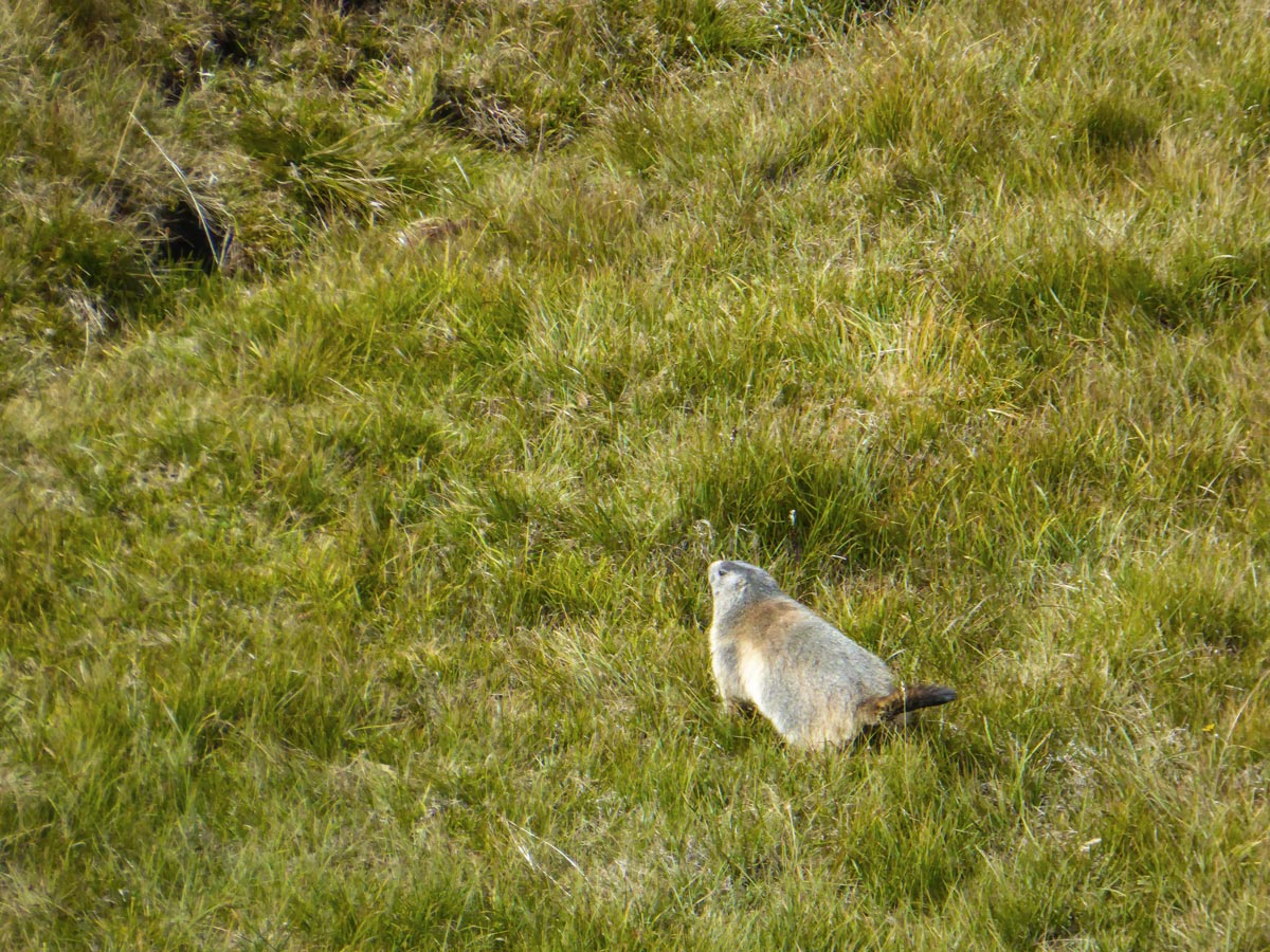 Marmoth on the trail of Lago di Loie hike in Gran Paradiso National Park