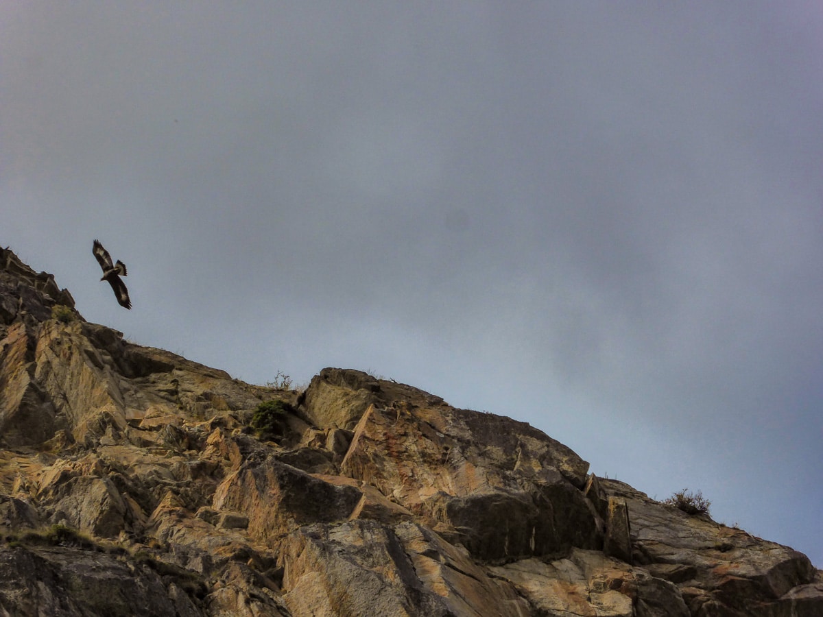 Golden eagle met on Rifugio Vittorio Sella hike in Gran Paradiso National Park, Italy