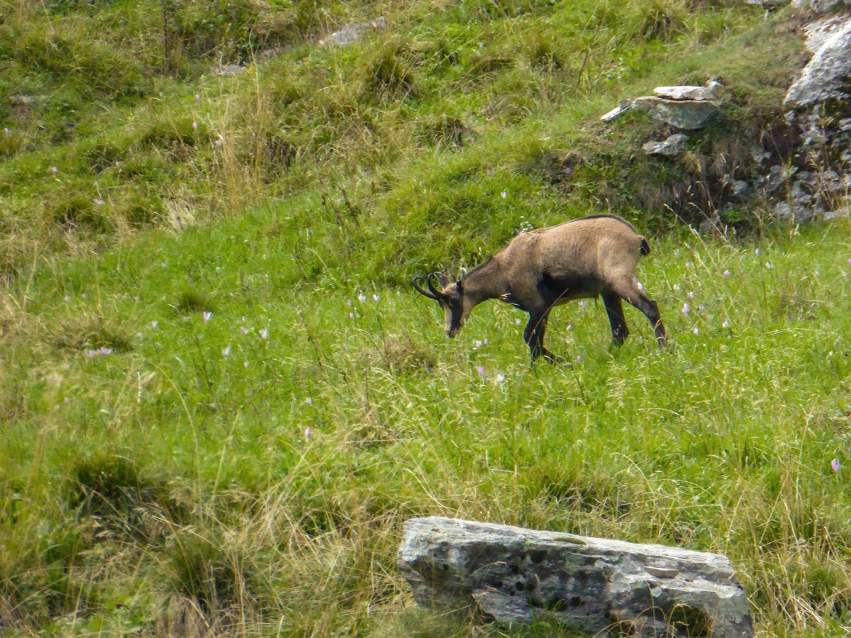 Chamois along the trail of Rifugio Vittorio Sella hike in Gran Paradiso National Park, Italy