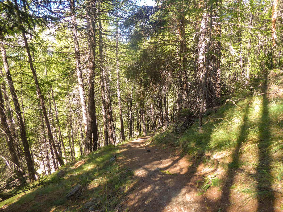 Forest path of Tsaplana Peak hike in Gran Paradiso National Park, Italy