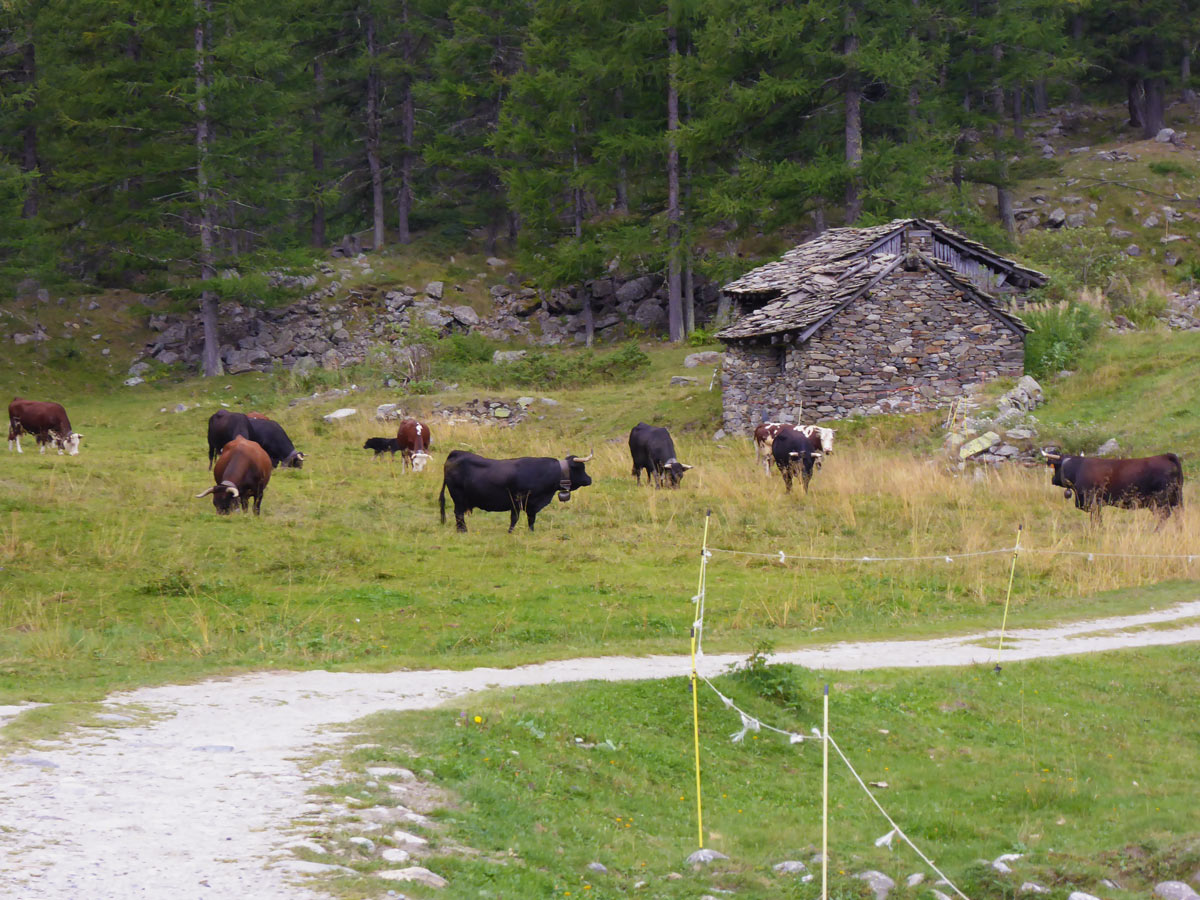 Herd of cows on Valnontey River hike in Gran Paradiso National Park