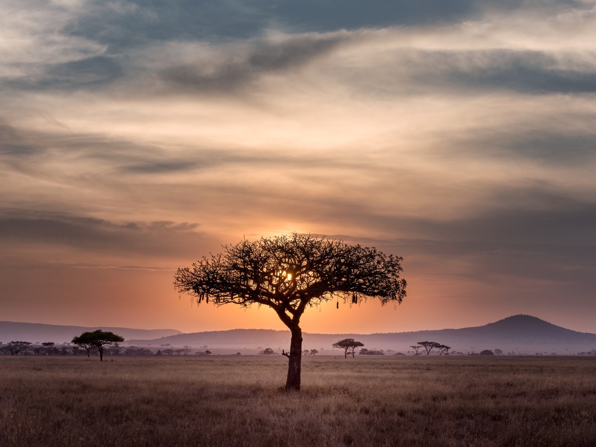 Tanzanian Safari tree on this bike tour