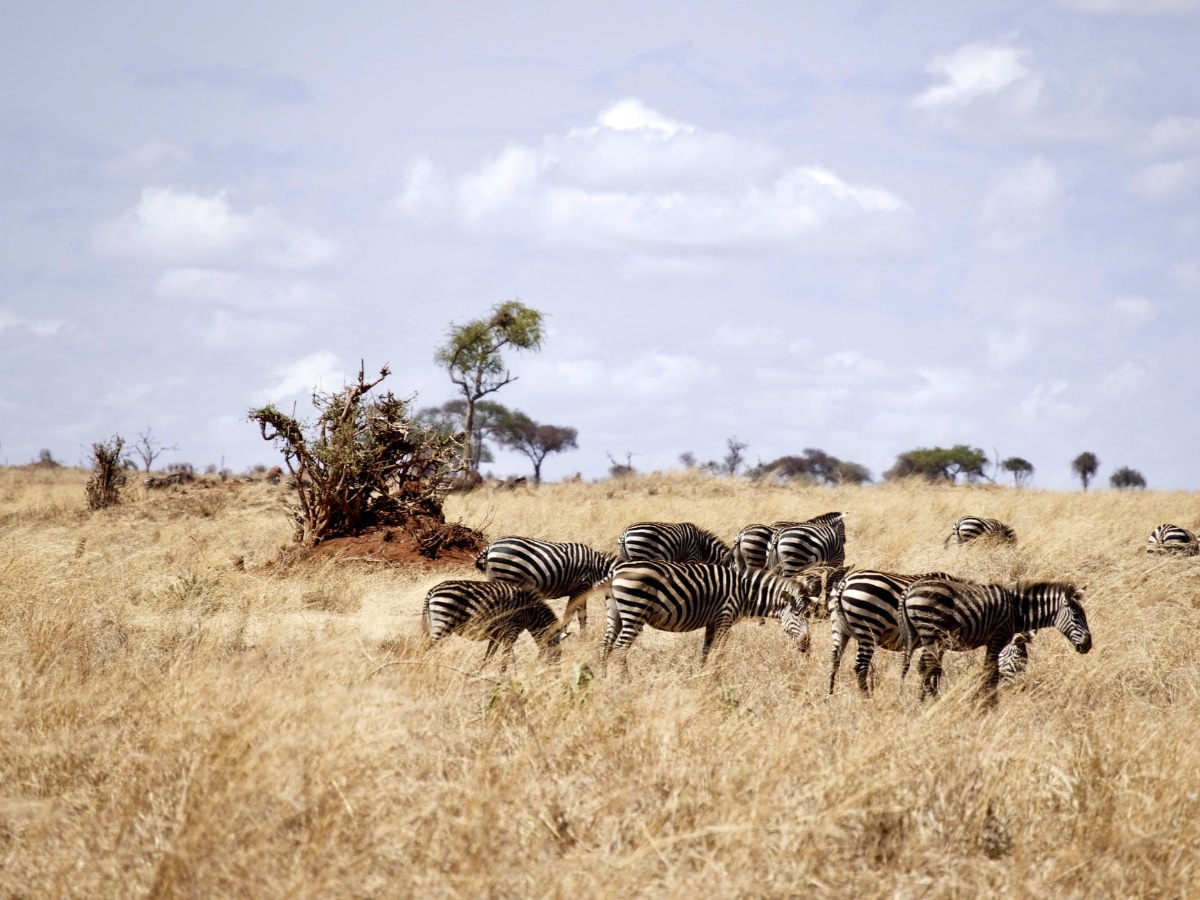 Views of Ngorongoro Crater zebras in savannah