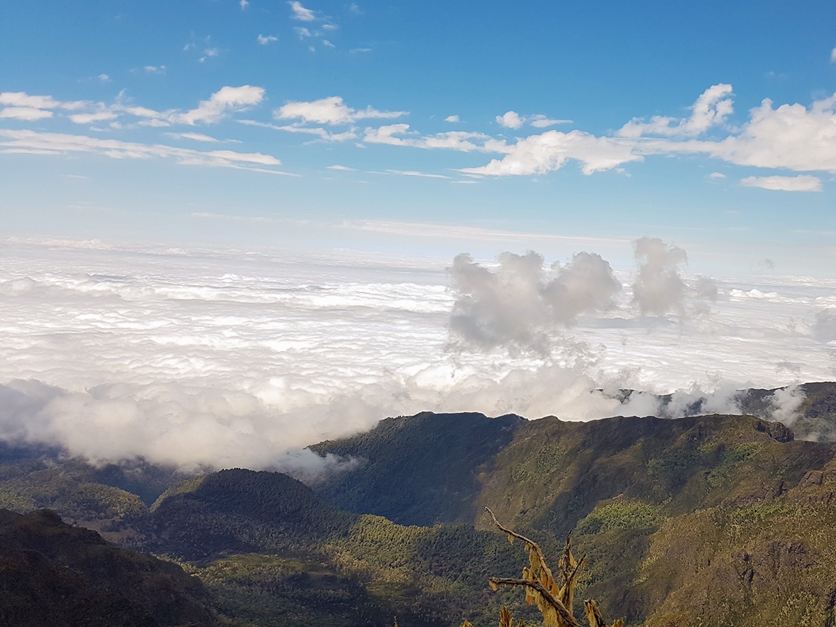 View from Lemosho Trek Big Tree to Shira Camp